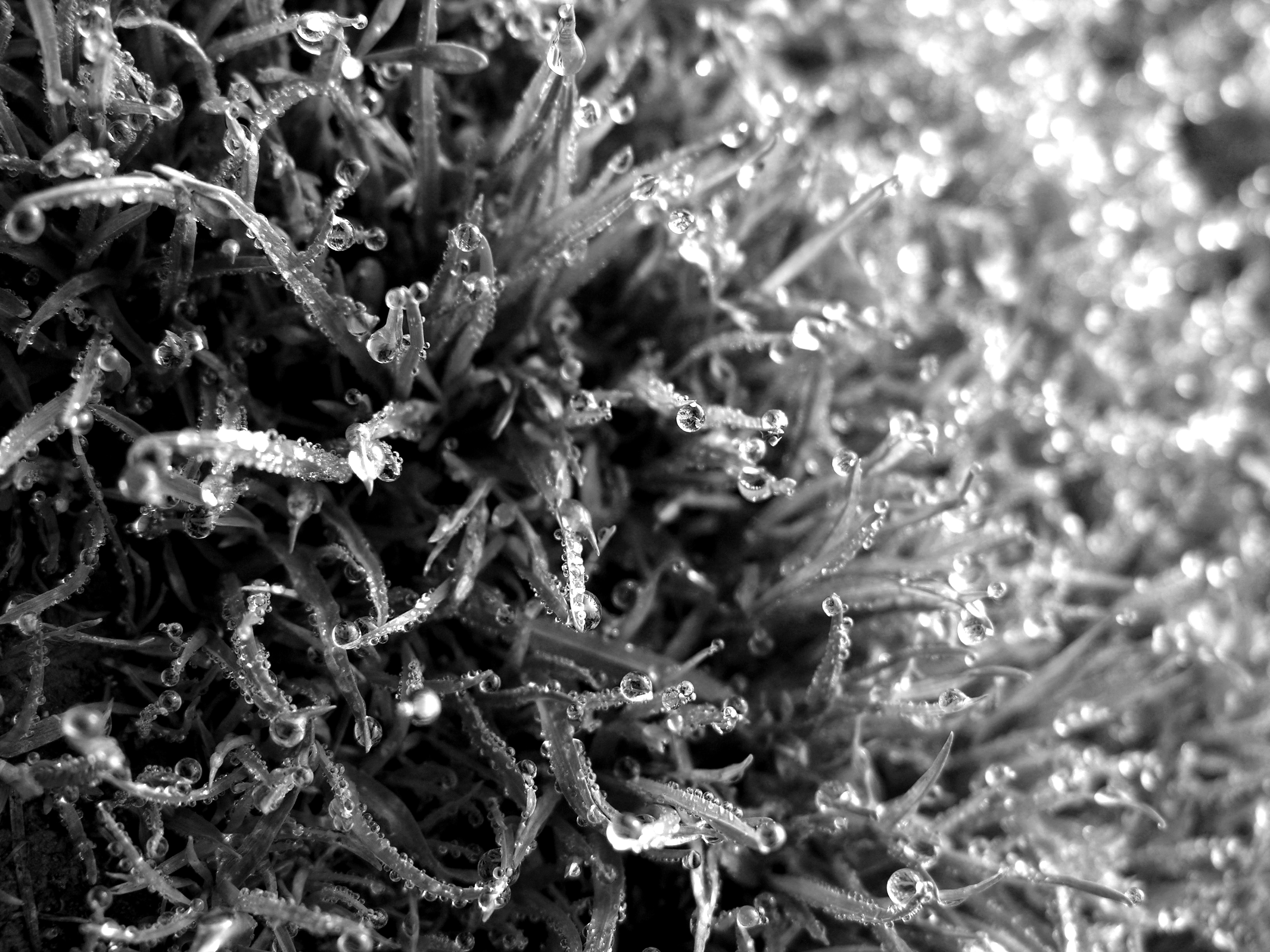 Photography by pitythestupid for DesignCrowd (Community Contests) | Design #9080988