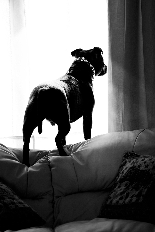 Fotografía por Caziopeia para DesignCrowd (Community Contests) | Diseño #9104550