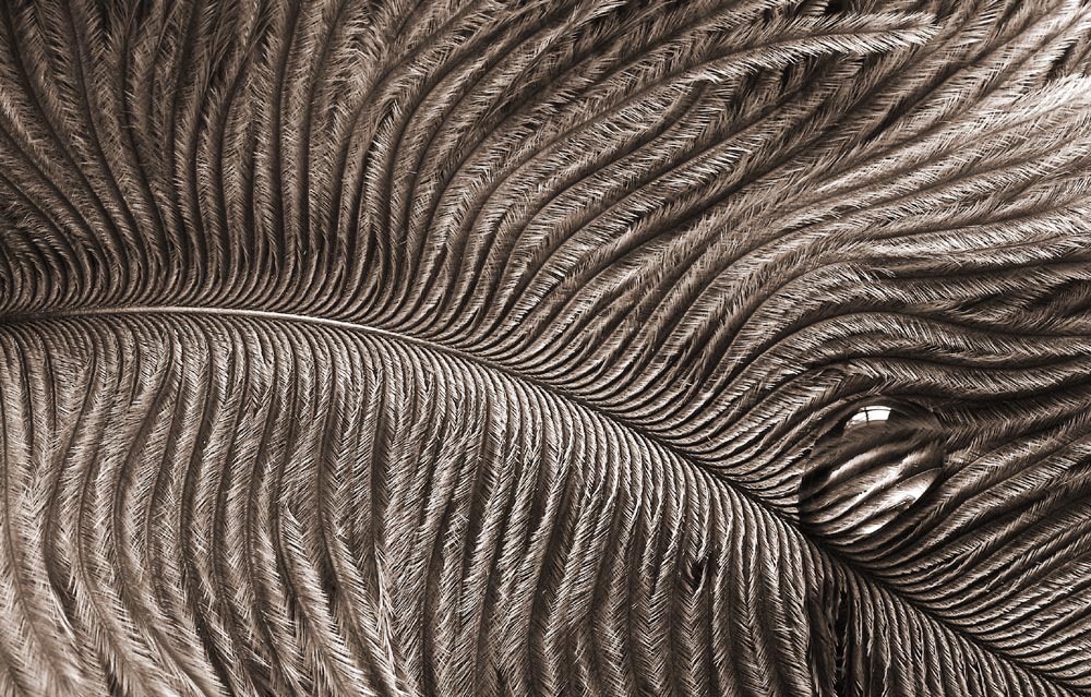 Fotografía por 1Mast1 para DesignCrowd (Community Contests) | Diseño #9080957