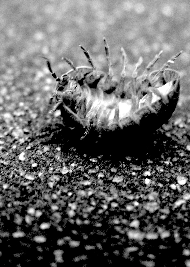 Fotografía por greenmachine para DesignCrowd (Community Contests) | Diseño #9081220