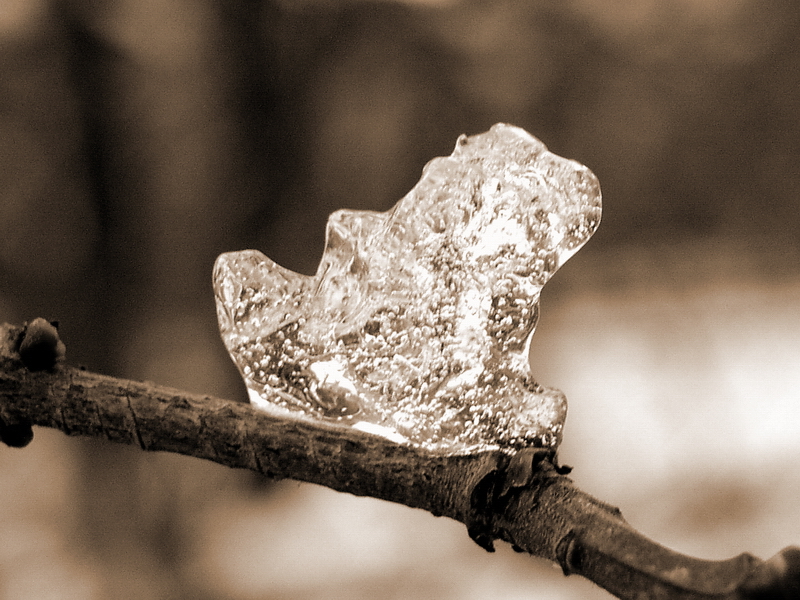 Photography by mzmzmzmz for DesignCrowd (Community Contests) | Design #9081183