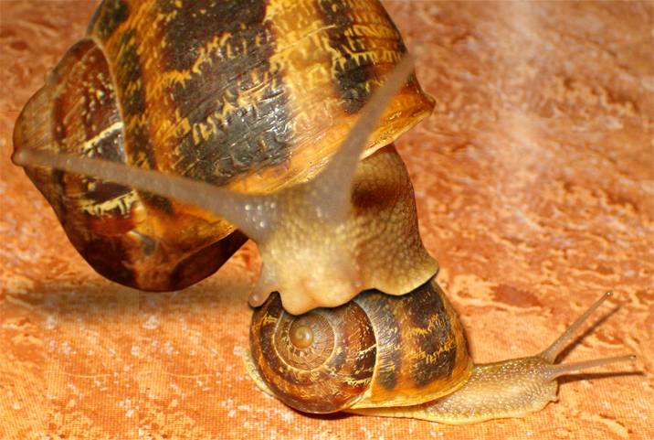 Diseño de Photoshop por dgbl123 para DesignCrowd (Community Contests) | Diseño #9104015