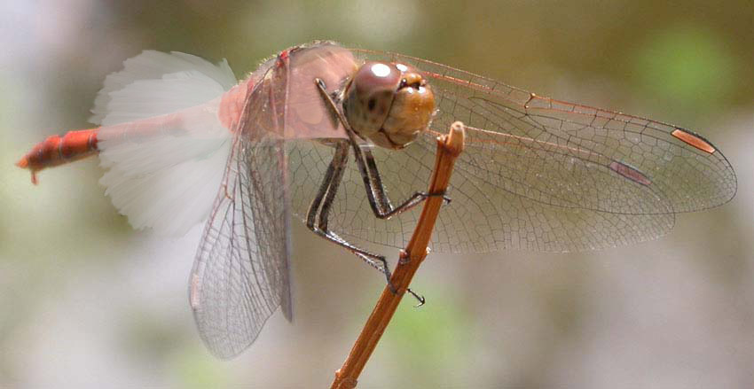 Design Photoshop par Philou pour DesignCrowd (Community Contests) | Design #9105160