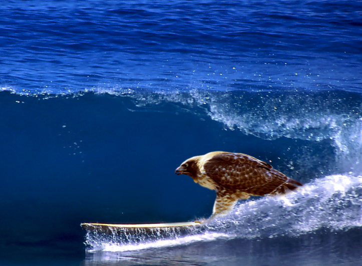 Photoshop Design by seblamouret for DesignCrowd (Community Contests) | Design #9105470