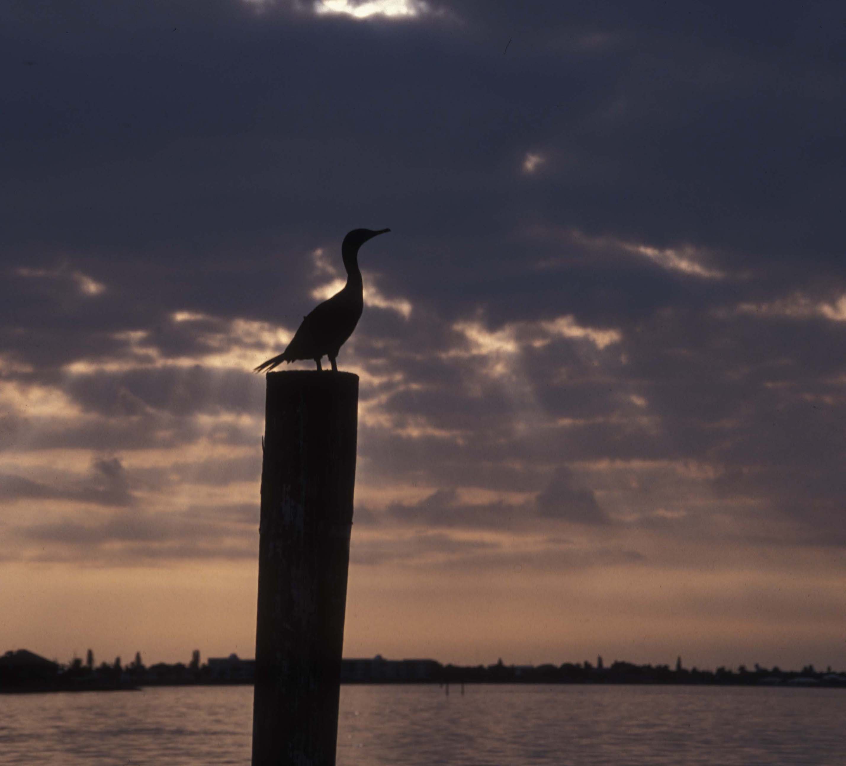 Photography by Kute2000 for DesignCrowd (Community Contests) | Design #9101853