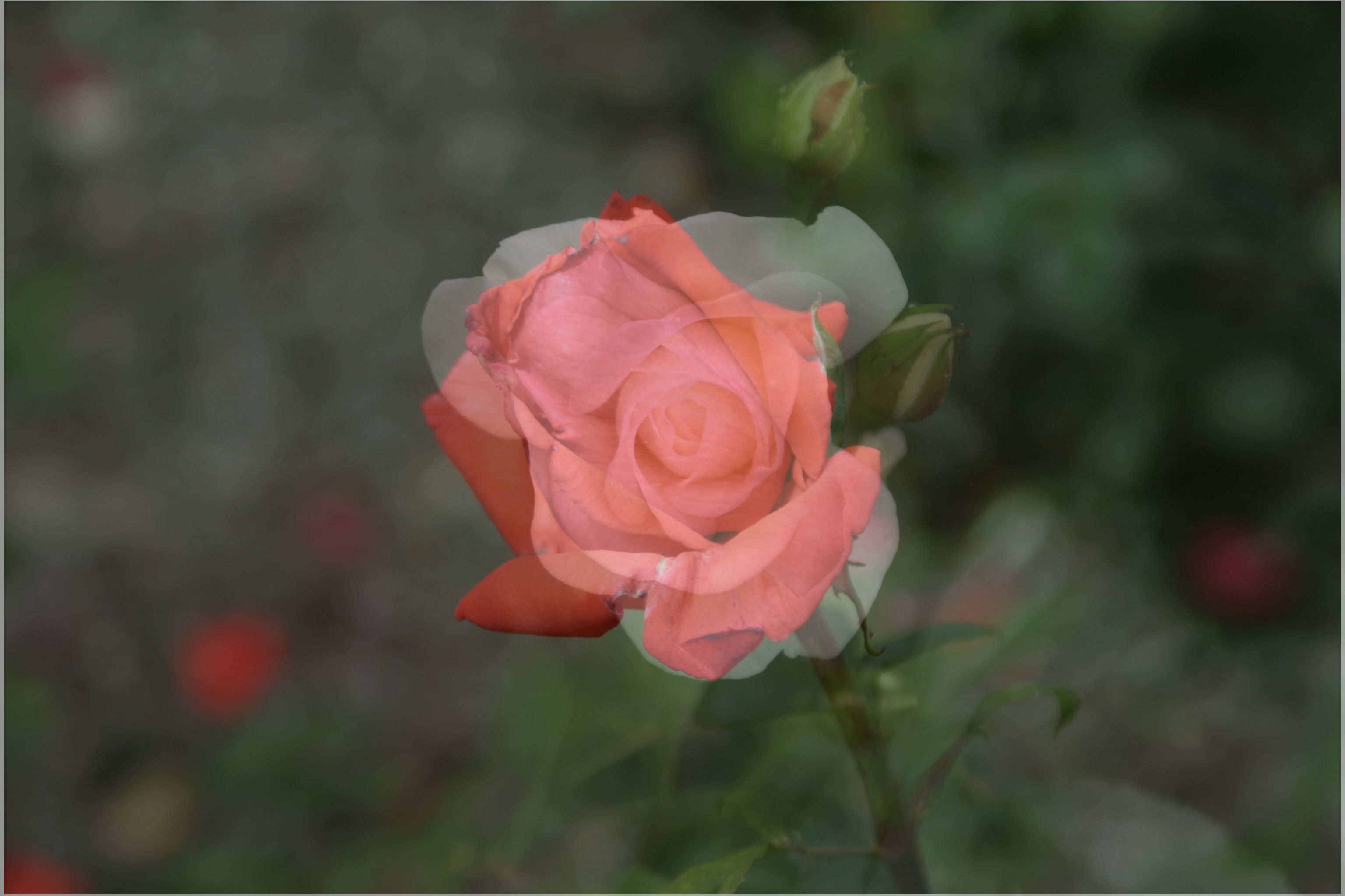 Photographie par Ziaphra pour DesignCrowd (Community Contests) | Design #9108253