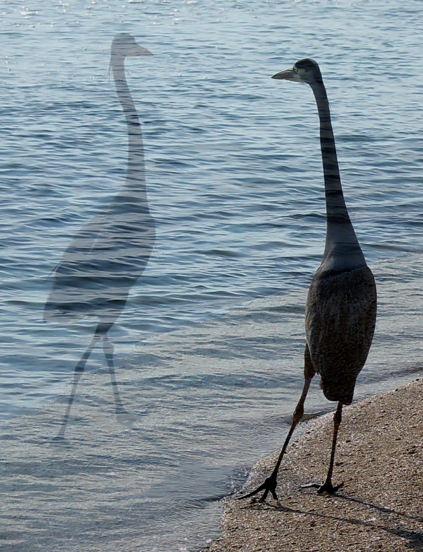 Photography by koalachimbo for DesignCrowd (Community Contests) | Design #9108260