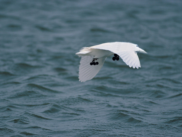 Photoshop Design by absinthe for DesignCrowd (Community Contests) | Design #9080367