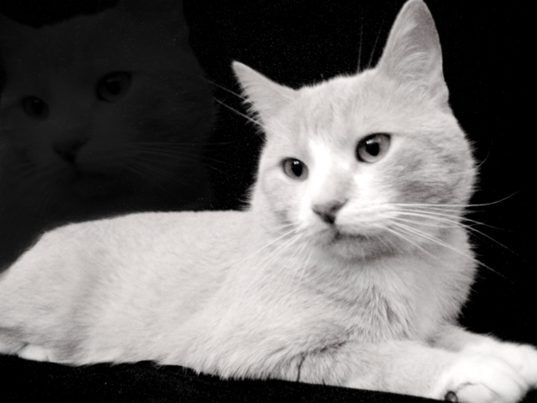 Photographie par AmaElia pour DesignCrowd (Community Contests) | Design #9108325