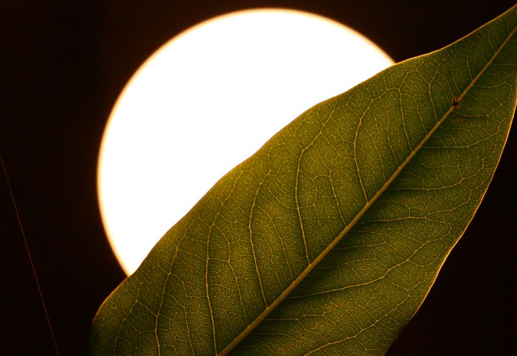 Fotografie von DoggySpew für DesignCrowd (Community Contests) | Design #9089858