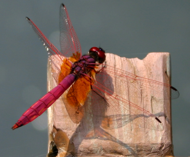 Photography by Dragon60 for DesignCrowd (Community Contests) | Design #9089861