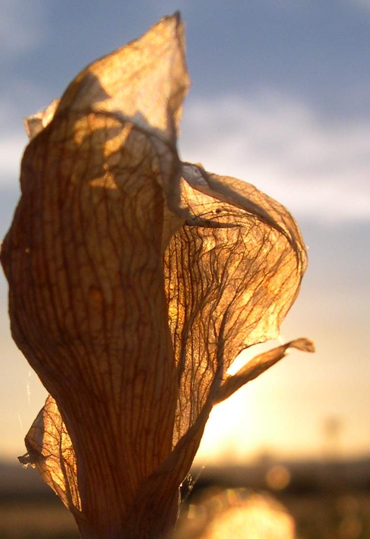 Fotografía por PINKPEPPER para DesignCrowd (Community Contests) | Diseño #9090006