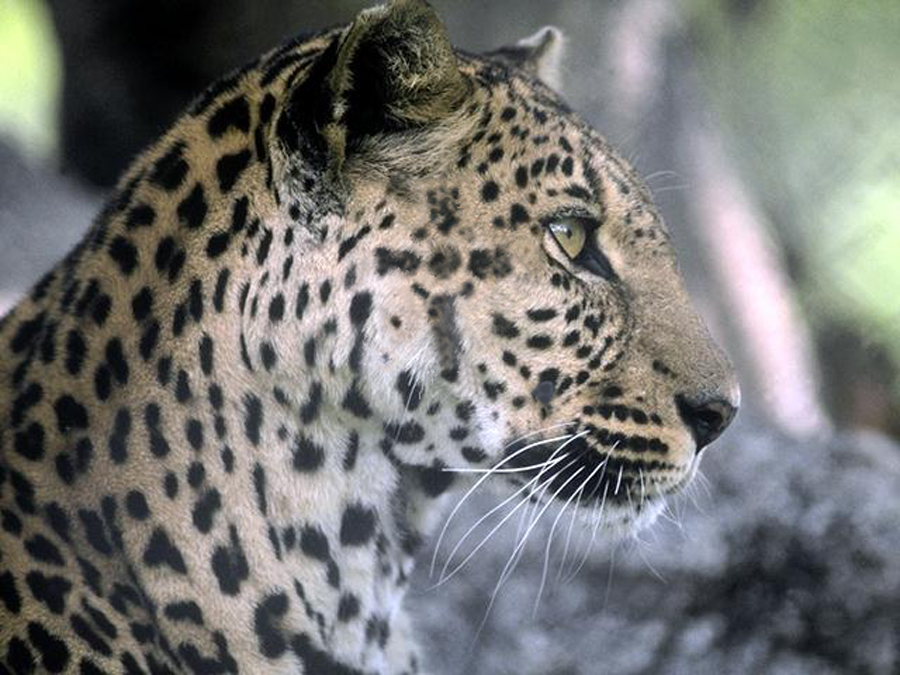 Photoshop-Design von Lagnafinme für DesignCrowd (Community Contests) | Design #9106673