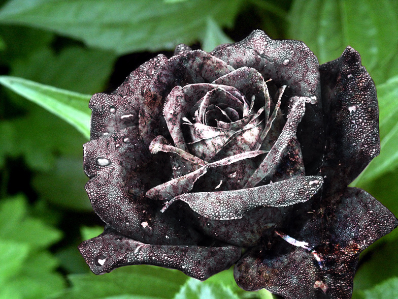 Diseño de Photoshop por chris_ para DesignCrowd (Community Contests) | Diseño #9103417