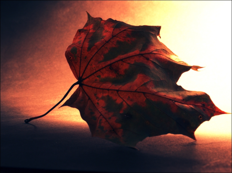 Photography by Jondor for DesignCrowd (Community Contests) | Design #9089910