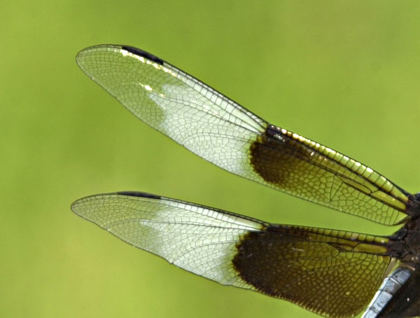 Photography by paparouna for DesignCrowd (Community Contests) | Design #9089937