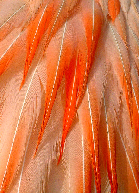 Fotografie von FastLane für DesignCrowd (Community Contests) | Design #9103602