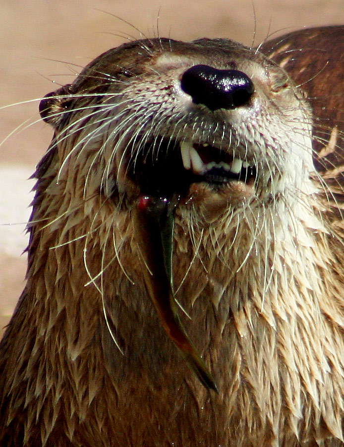 Fotografie von SigloV für DesignCrowd (Community Contests) | Design #9080604