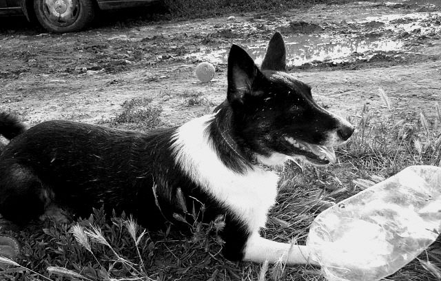 Photographie par AmaElia pour DesignCrowd (Community Contests) | Design #9103655