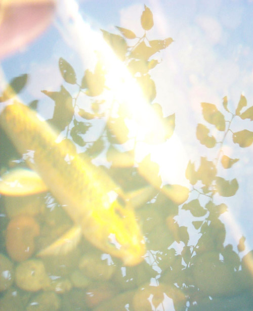 Fotografía por LeMolstad para DesignCrowd (Community Contests) | Diseño #9103607