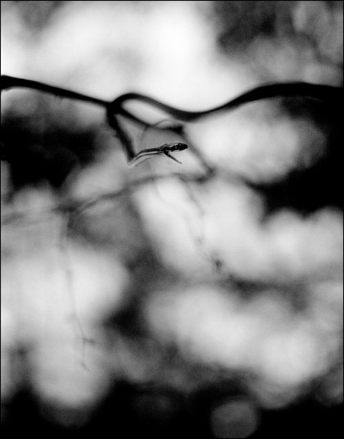 Photography by thesecretsharer for DesignCrowd (Community Contests) | Design #9103633