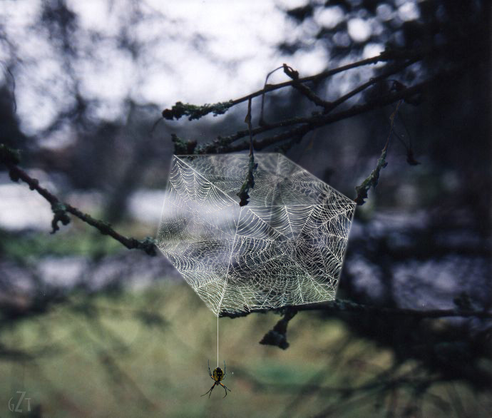 Design Photoshop par godzillatemple pour DesignCrowd (Community Contests) | Design #9078149