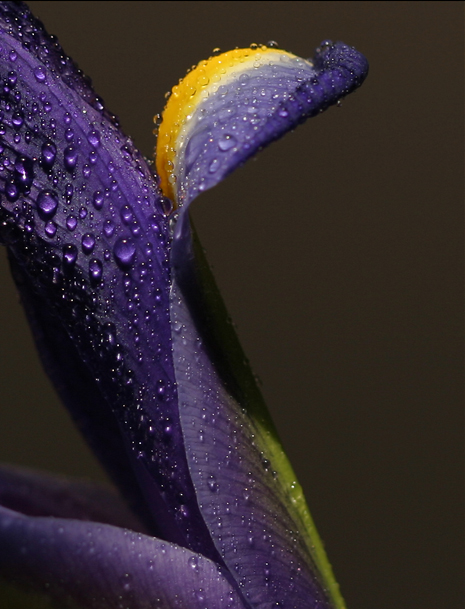 Fotografie von bobike für DesignCrowd (Community Contests) | Design #9080594