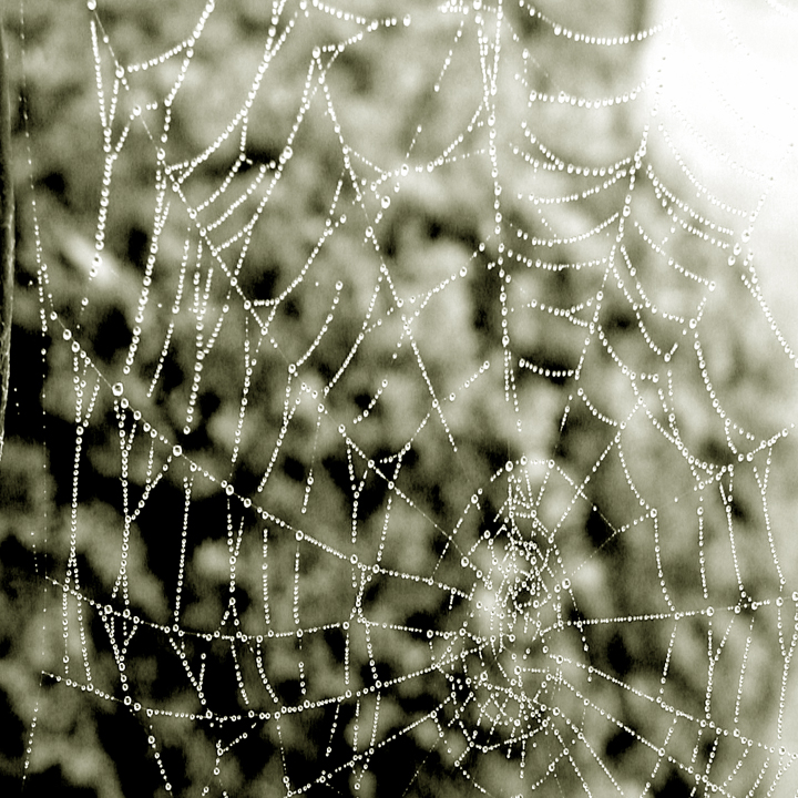 Fotografie von catwoman für DesignCrowd (Community Contests) | Design #9080703