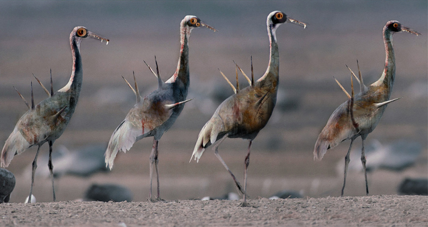 Photoshop Design by GrandpaPorridge for DesignCrowd (Community Contests) | Design #9089565