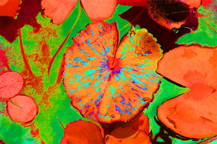 Fotografía por chipper para DesignCrowd (Community Contests) | Diseño #9103760