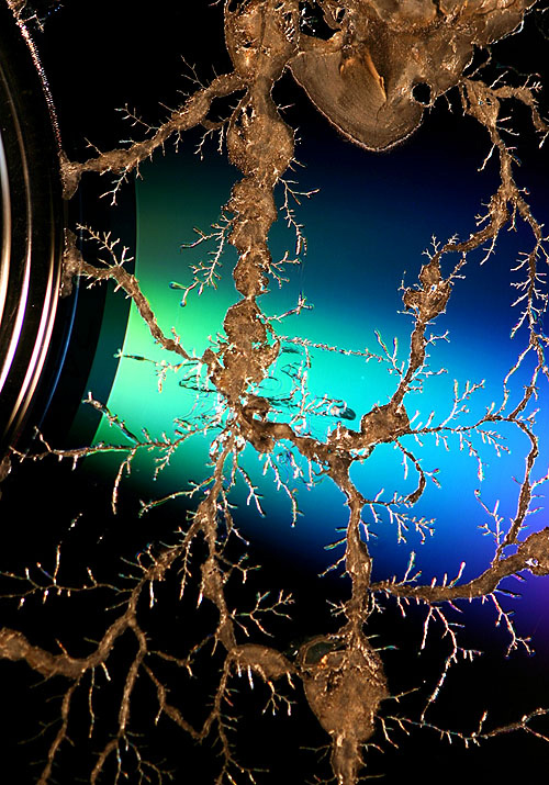 Fotografie von rwolosyn für DesignCrowd (Community Contests) | Design #9103707