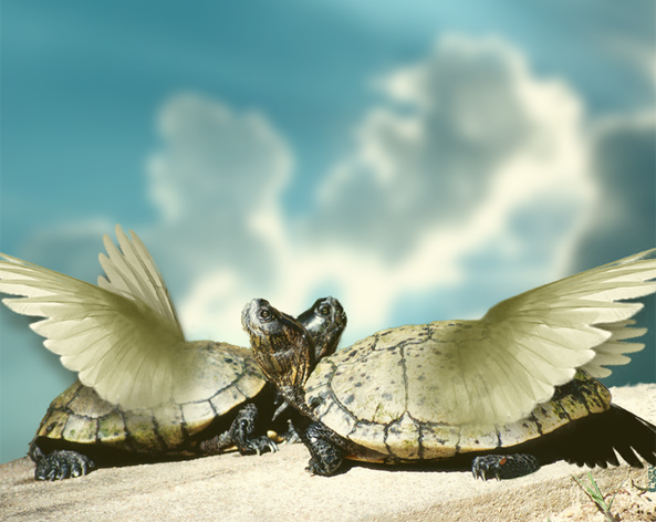 Photoshop Design by mettehaahr for DesignCrowd (Community Contests) | Design #9089741