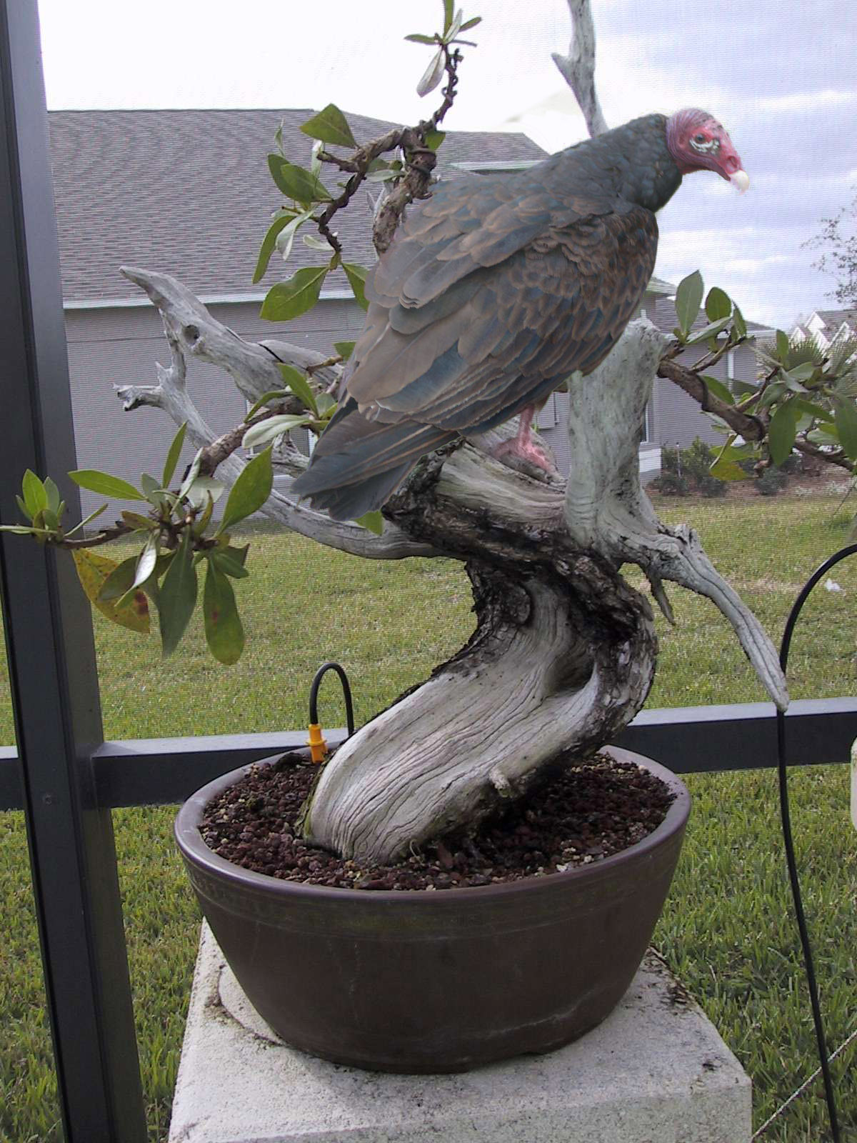 Photoshop Design by A1A1L1O1A1A1M2 for DesignCrowd (Community Contests) | Design #9089710