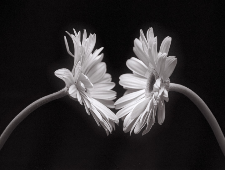 Photography by psyclone for DesignCrowd (Community Contests) | Design #9102254