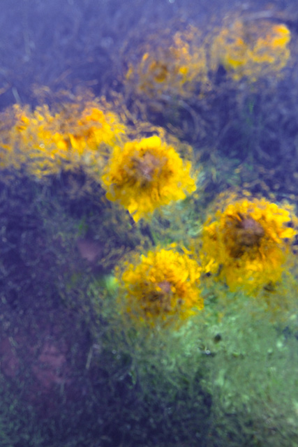 Photography by oteimages for DesignCrowd (Community Contests) | Design #9102269