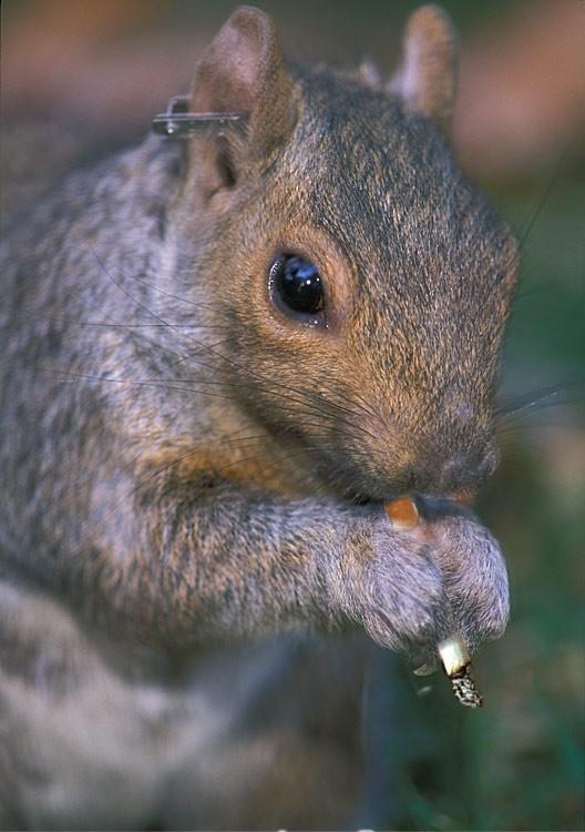 Photoshop-Design von MattTurner für DesignCrowd (Community Contests) | Design #9102818