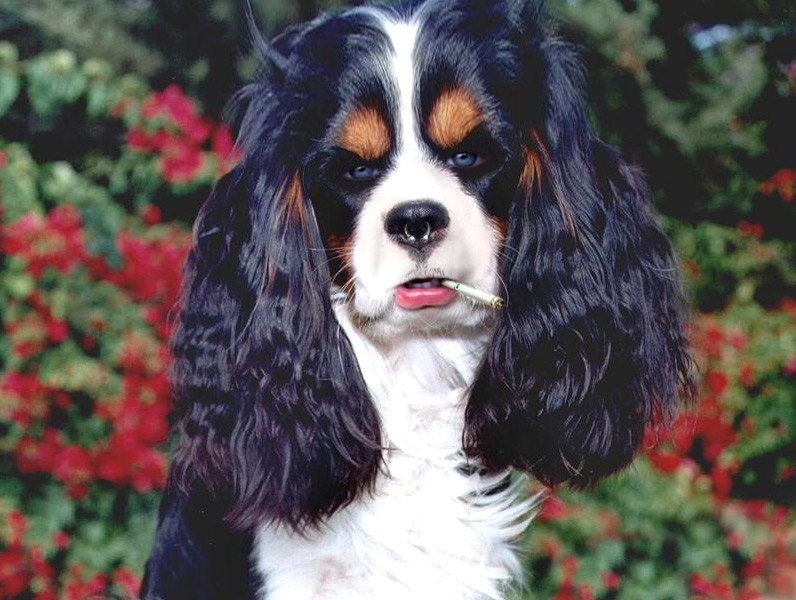 Photoshop Design by Grottzork for DesignCrowd (Community Contests) | Design #9101802