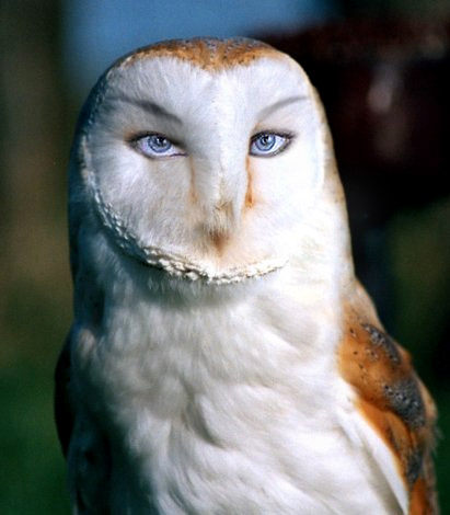 Diseño de Photoshop por mcdj18 para DesignCrowd (Community Contests) | Diseño #9101796