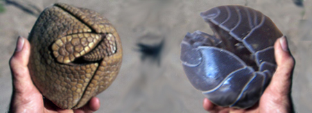 Photoshop Design by CheckMinus for DesignCrowd (Community Contests) | Design #9102904