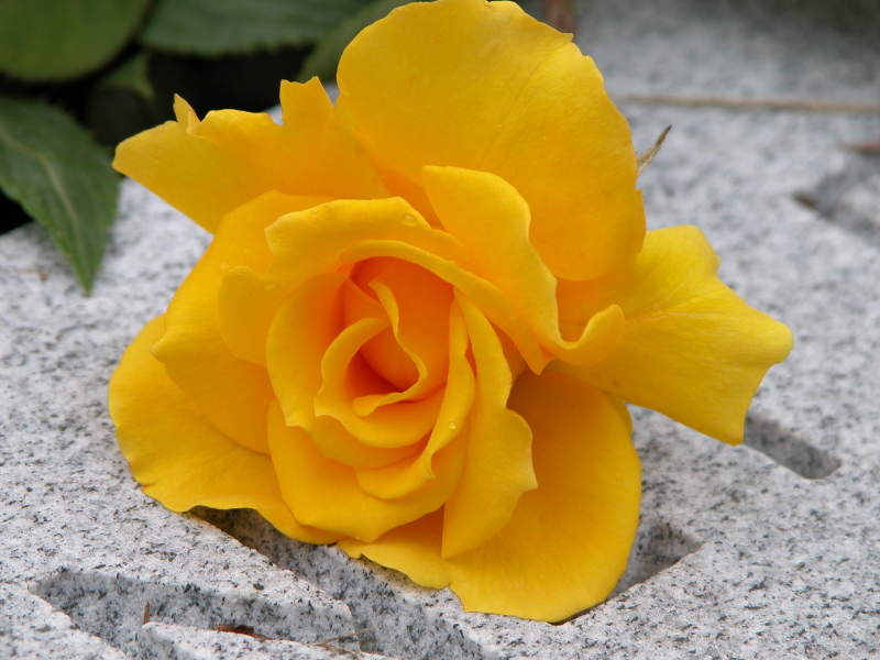 Photography by Mupshur for DesignCrowd (Community Contests) | Design #9102290