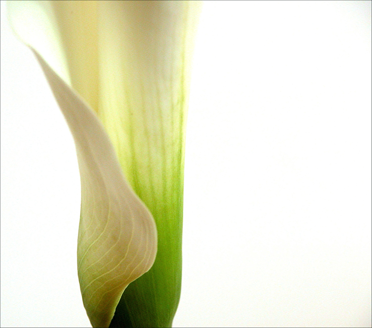 Fotografie von lilmart für DesignCrowd (Community Contests) | Design #9102284