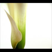 Photography by lilmart