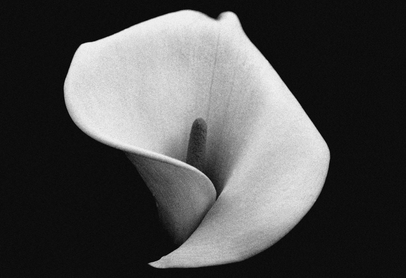 Fotografía por Yippeekiyays para DesignCrowd (Community Contests) | Diseño #9102320