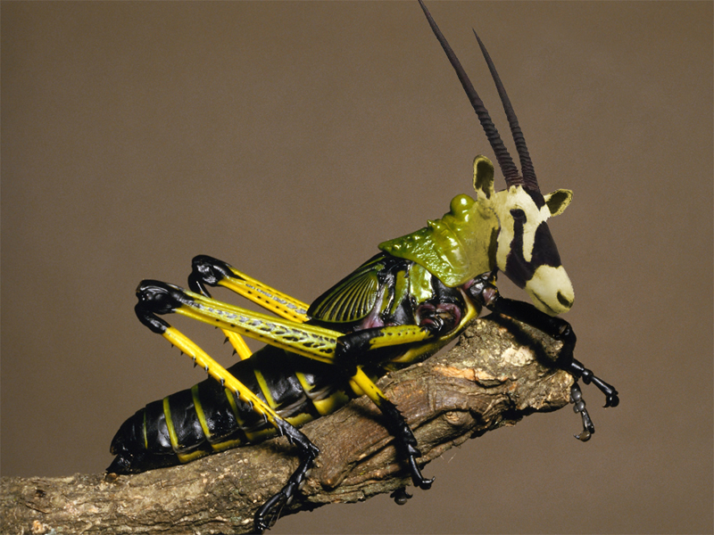 Photoshop Design by echoburst for DesignCrowd (Community Contests) | Design #9089292