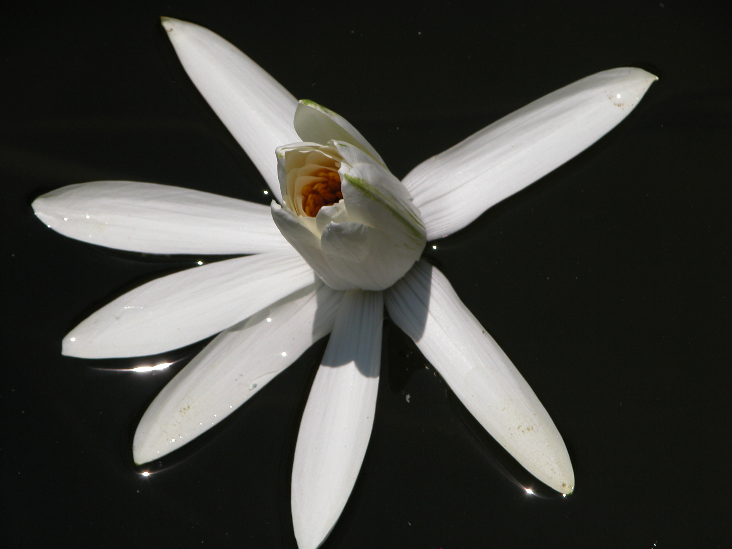 Photography by christelgrie for DesignCrowd (Community Contests) | Design #9102314