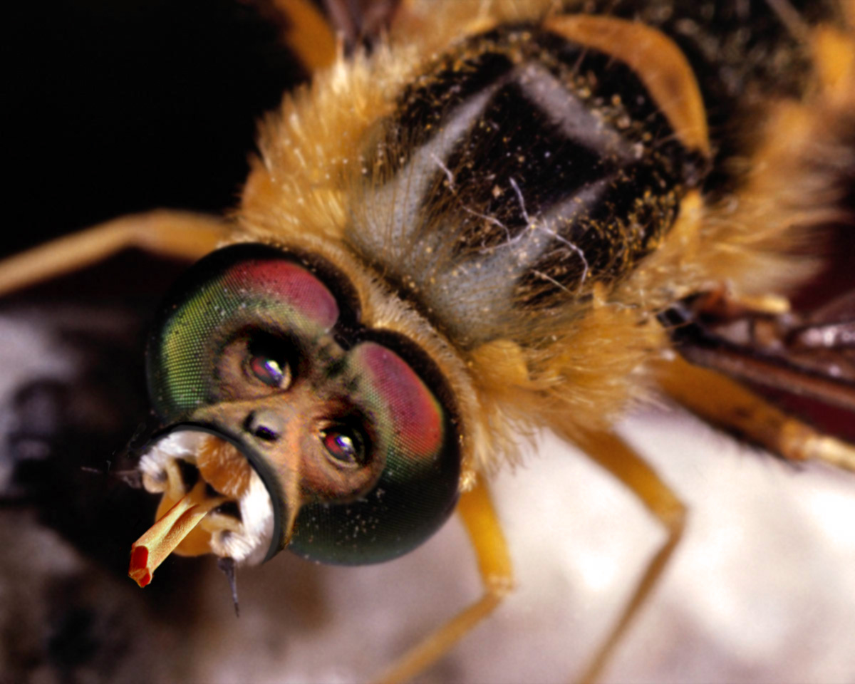 Photoshop Design by Mupshur for DesignCrowd (Community Contests) | Design #9089335