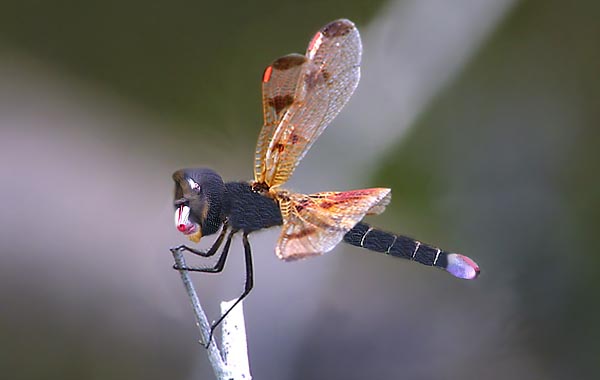 Design Photoshop par JasonZ pour DesignCrowd (Community Contests) | Design #9089320