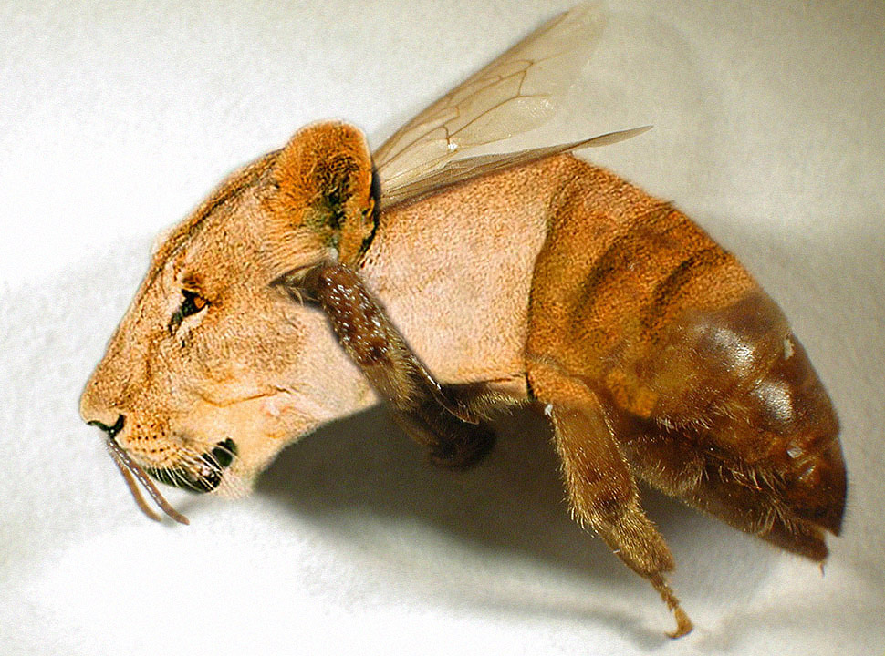 Photoshop-Design von Logoinvision für DesignCrowd (Community Contests) | Design #9089364