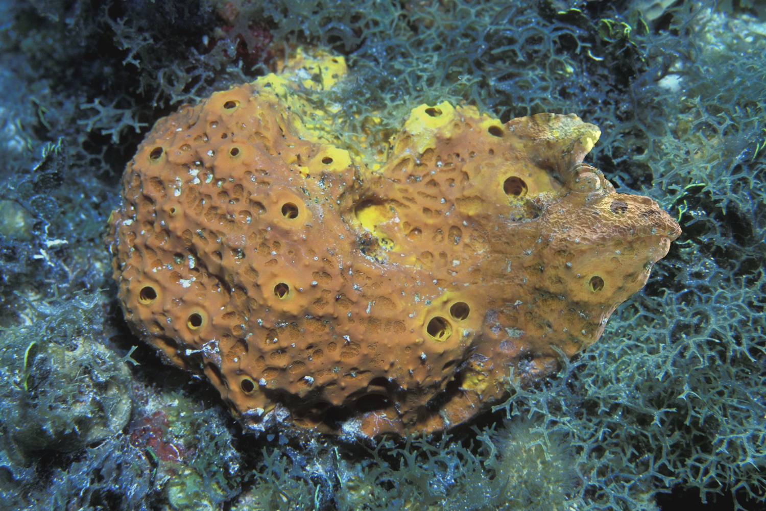 Photoshop-Design von echoburst für DesignCrowd (Community Contests) | Design #9080138