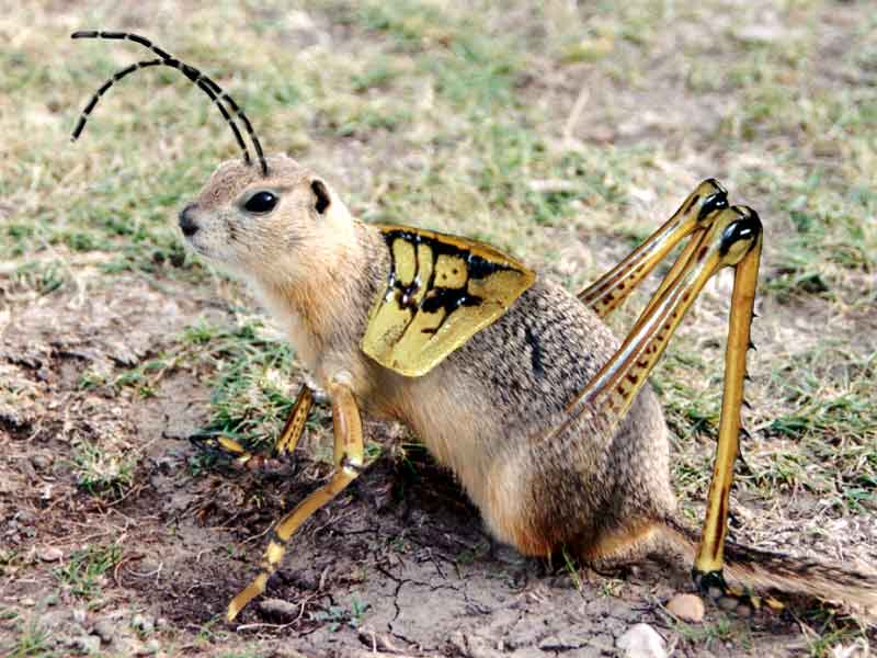 Photoshop Design by Mojax for DesignCrowd (Community Contests) | Design #9089349